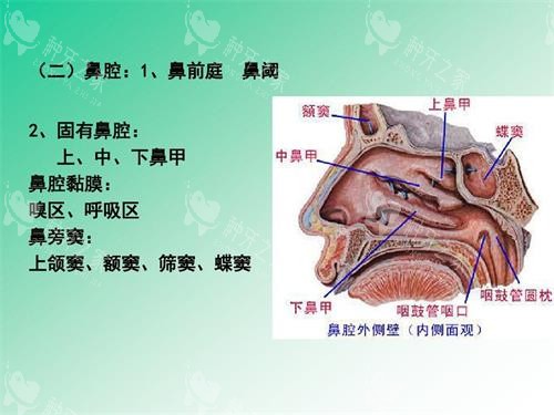 上颌窦内提4mm需要加骨粉么？加还是不加听医生回答